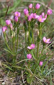 Attēlu rezultāti vaicājumam “Centaurium littorale flower”