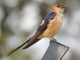 Image result for Cecropis daurica