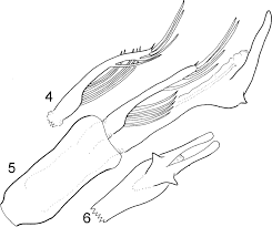 Attēlu rezultāti vaicājumam “Potamophylax”