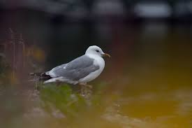 Attēlu rezultāti vaicājumam “Larus canus adult”
