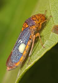 Attēlu rezultāti vaicājumam “Ophiotheca chrysosperma macro”