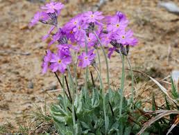 Attēlu rezultāti vaicājumam “Primula farinosa fruit”