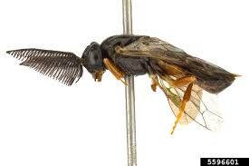 Attēlu rezultāti vaicājumam “Neodiprion sertifer”