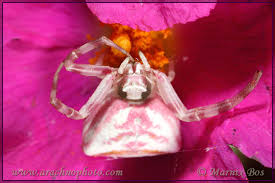 Attēlu rezultāti vaicājumam “Thomisidae”