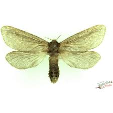 Attēlu rezultāti vaicājumam “Hepialus lupulinus”