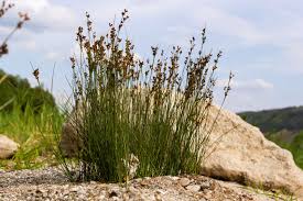 Attēlu rezultāti vaicājumam “Juncus effusus fruit”