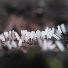 Attēlu rezultāti vaicājumam “Stemonitopsis typhina var. similis”