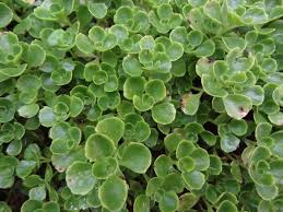 Attēlu rezultāti vaicājumam “Phedimus spurius leaf”