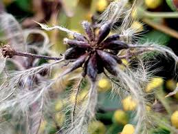 Attēlu rezultāti vaicājumam “Clematis fruit”
