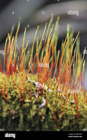 Attēlu rezultāti vaicājumam “Dicranum spurium”