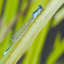 Attēlu rezultāti vaicājumam “Ischnura pumilio”