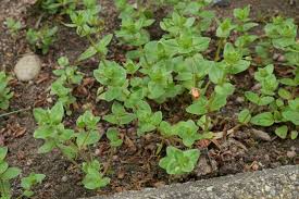 Attēlu rezultāti vaicājumam “Anagallis arvensis leaf”