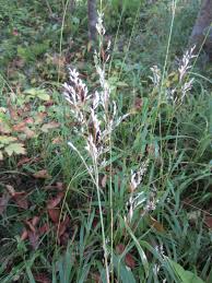 Attēlu rezultāti vaicājumam “Calamagrostis epigeios”