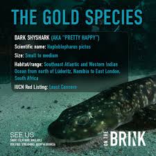 Image result for Haploblepharus pictus