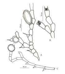 Attēlu rezultāti vaicājumam “Bulbochaete mirabilis”