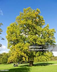 Attēlu rezultāti vaicājumam “Platanus x hispanica (syn. Platanus x acerifolia) leaf”