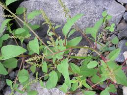 Attēlu rezultāti vaicājumam “Chenopodium polyspermum”