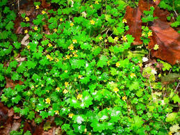 Attēlu rezultāti vaicājumam “Saxifraga cymbalaria”