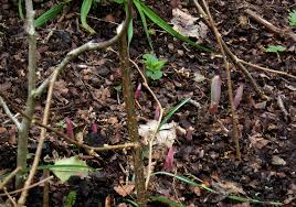 Attēlu rezultāti vaicājumam “Polygonatum odoratum bud”