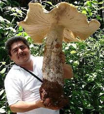 Image result for macrocybe titans