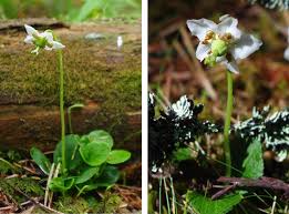 Attēlu rezultāti vaicājumam “Moneses uniflora flower”