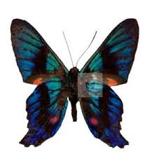 Attēlu rezultāti vaicājumam “Riodinidae”