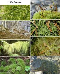 Attēlu rezultāti vaicājumam “Antitrichia curtipendula sporophyte”