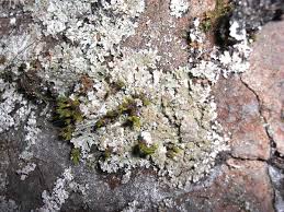 Attēlu rezultāti vaicājumam “Physconia detersa”