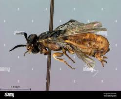 Attēlu rezultāti vaicājumam “Diprionidae”