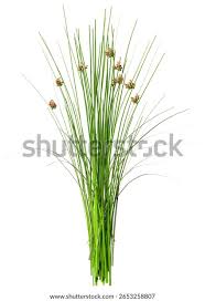 Attēlu rezultāti vaicājumam “Juncus conglomeratus fruit”