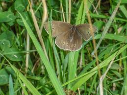 Attēlu rezultāti vaicājumam “Aphantopus hyperantus upperside”