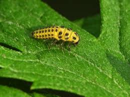 Attēlu rezultāti vaicājumam “Psyllobora vigintiduopunctata larva”