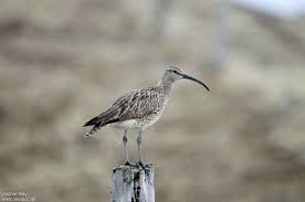Attēlu rezultāti vaicājumam “Numenius phaeopus adult”