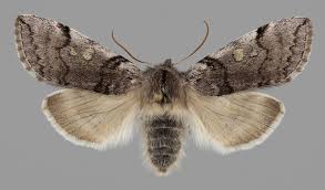 Attēlu rezultāti vaicājumam “Achlya flavicornis”