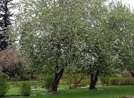 Attēlu rezultāti vaicājumam “Malus”