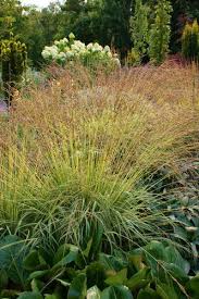 Attēlu rezultāti vaicājumam “Molinia caerulea leaf”