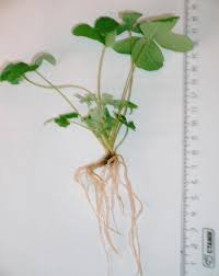 Attēlu rezultāti vaicājumam “Potentilla alba”