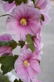 Image result for Alcea (althaea) rosea