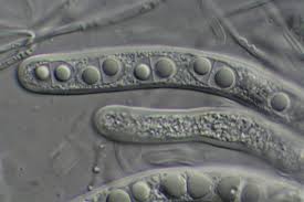 Attēlu rezultāti vaicājumam “Acrocordia gemmata”