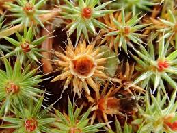 Attēlu rezultāti vaicājumam “Polytrichum piliferum sporophyte”