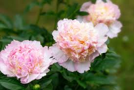 Attēlu rezultāti vaicājumam “Paeonia lactiflora”