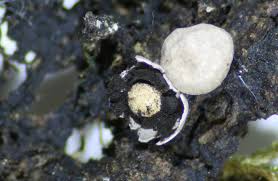 Attēlu rezultāti vaicājumam “Diderma subincarnatum”