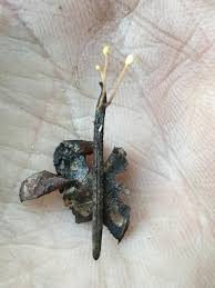 Attēlu rezultāti vaicājumam “Heyderia abietis”