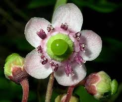 Attēlu rezultāti vaicājumam “Chimaphila umbellata fruit”