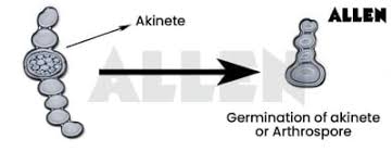 Attēlu rezultāti vaicājumam “Nostoc pruniforme cells”