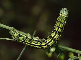 Attēlu rezultāti vaicājumam “Protoschinia scutosa”