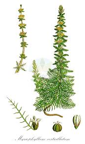 Attēlu rezultāti vaicājumam “Haloragaceae”