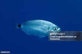 Image result for Oblada melanurus