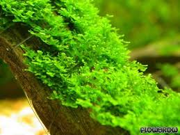 Attēlu rezultāti vaicājumam “Riccardia incurvata”