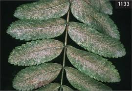 Attēlu rezultāti vaicājumam “Sorbus aucuparia leaf”